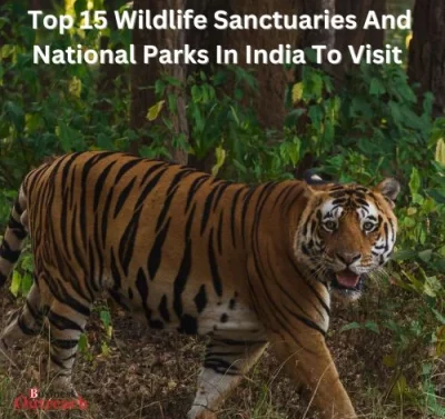 Top 15 Wildlife Sanctuaries And National Parks In India To Visit In 2024-thumnail