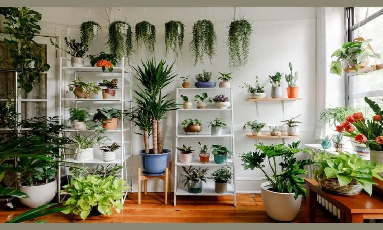  Indoor Plants 