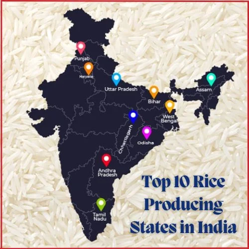 Top 10 Rice Producing States in India 2025-thumnail