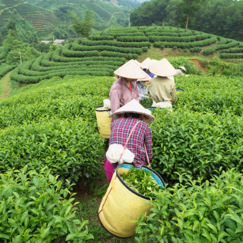 Top 10 Tea-Producing Countries in the World-thumnail