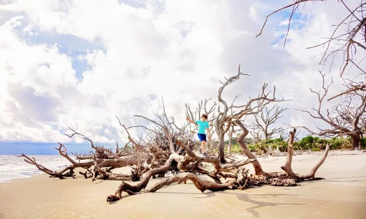 Driftwood Beach, Georgia