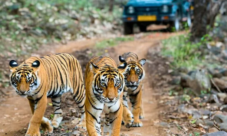 tiger safari india- one of the best outdoor activities in delhi ncr